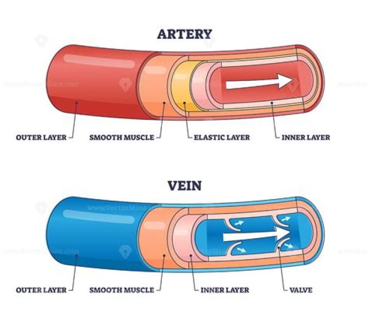 What are the differences between artery and vein cross sections?