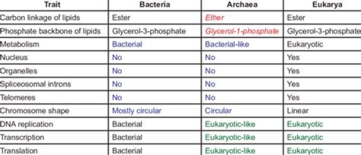 What are the differences between Bacteria Archaea and Eukarya?