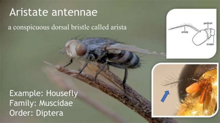 What are the different types of insect antennae?