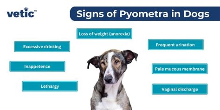 What are the early signs of pyometra in dogs?