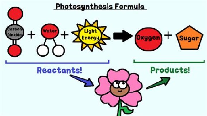What are the end products of photosynthesis?