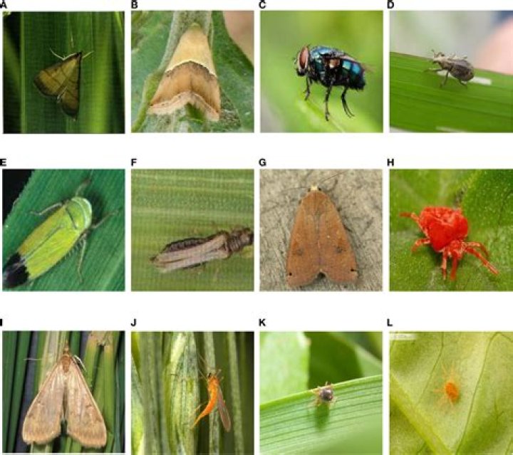 What are the examples of animal pest?