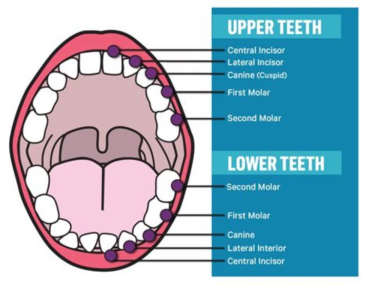 What are the four types of molding?
