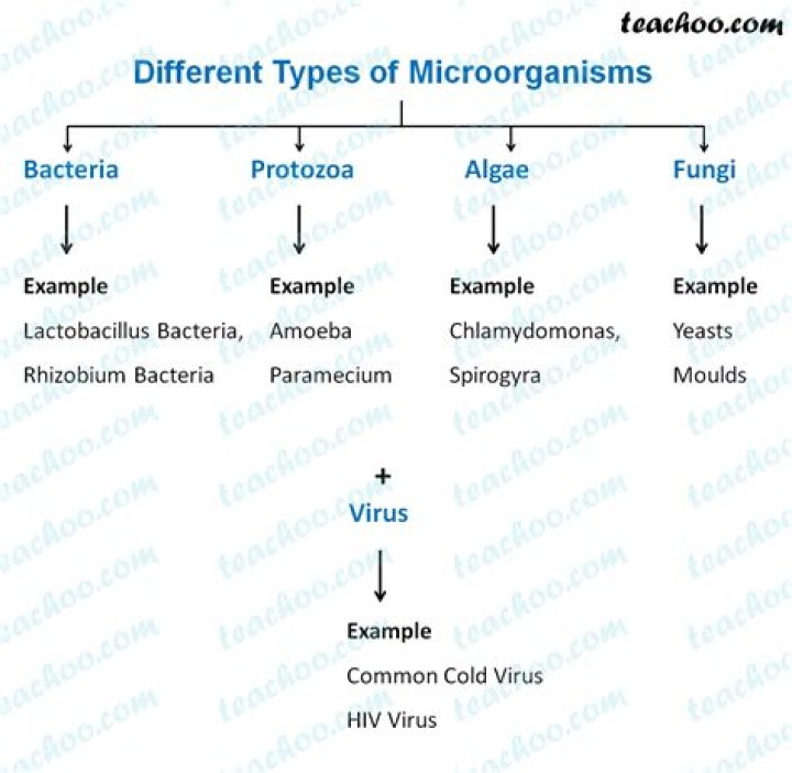 What are the major groups of microorganisms explain with example?