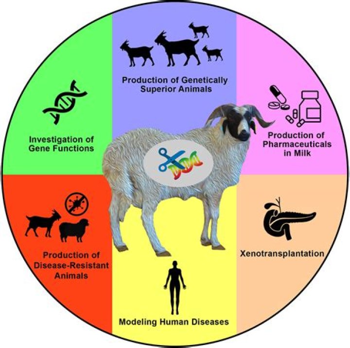 What are the negative effects of genetically modified animals?