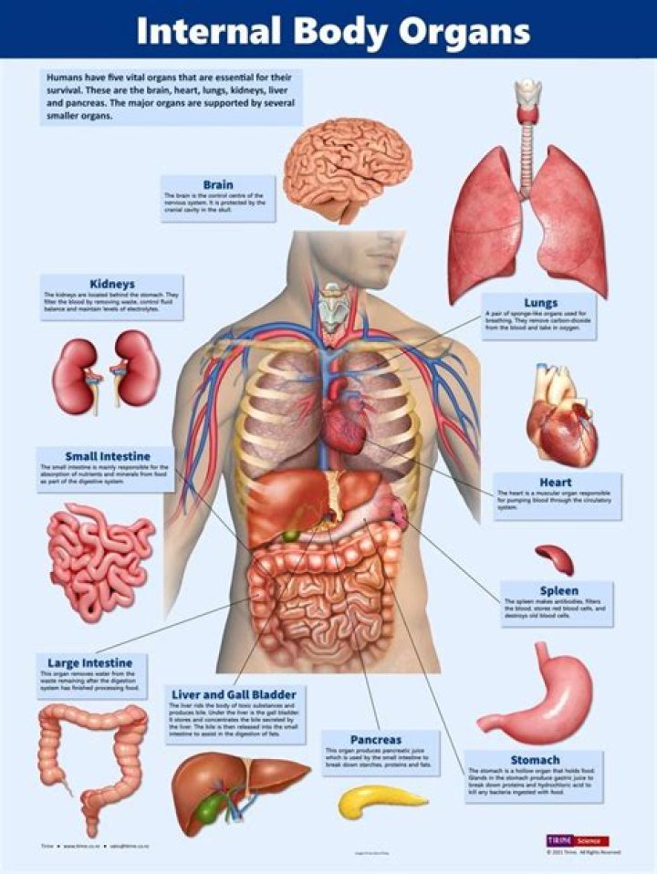 What are the organ of the body?