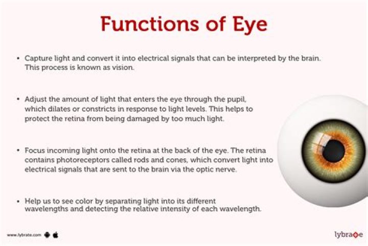 What are the parts of the eye and its function?