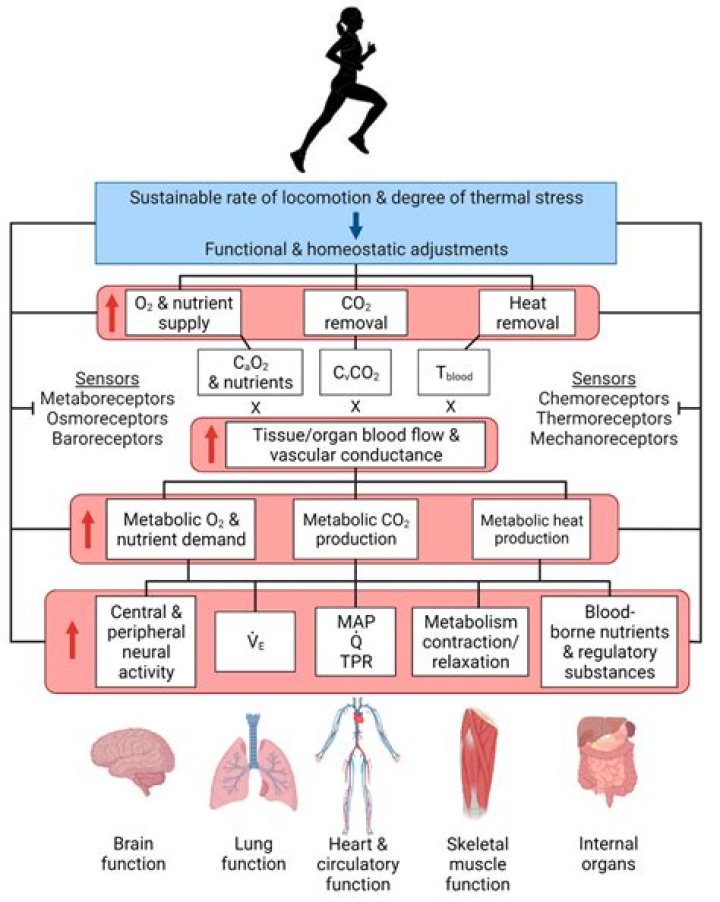 What are the physiological mechanisms at work?