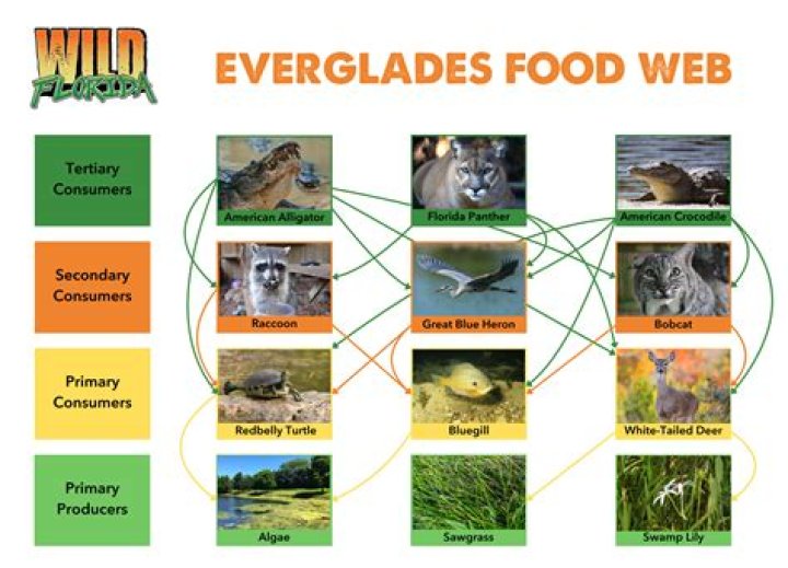 What are the producers in the Everglades?