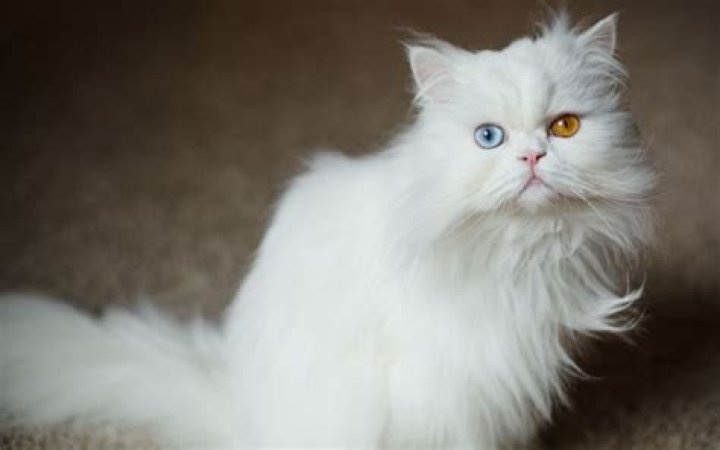 What are the qualities of Persian cat?