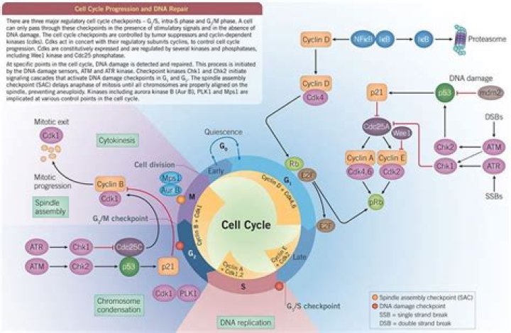 What are the role of CDK enzymes?