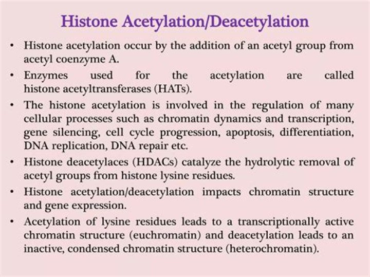 What are the roles of histone deacetylation and histone acetylation in gene regulation respectively?