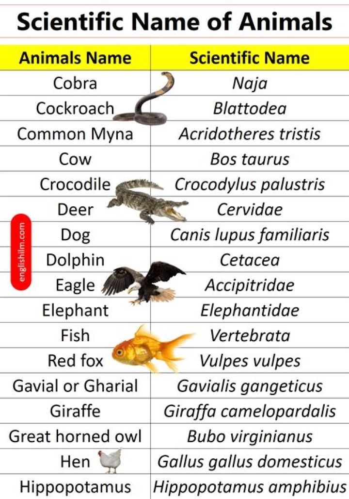What are the scientific names of organisms?