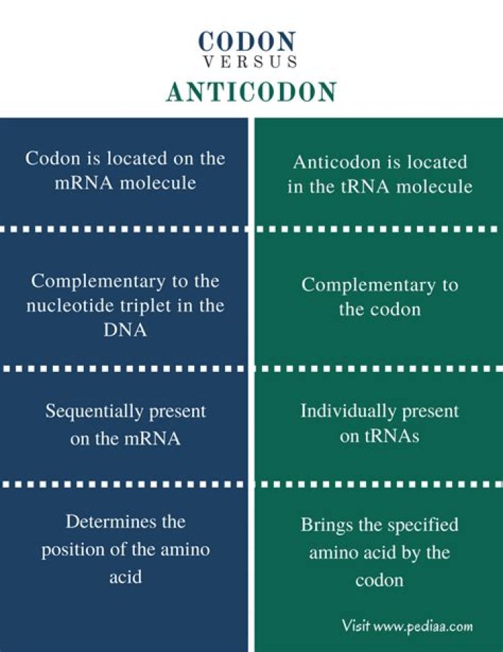 What are the similarities between codon and anticodon?