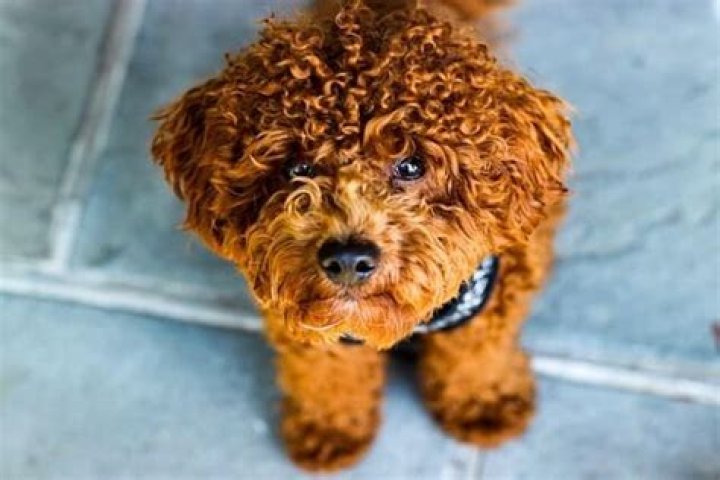 What are the small curly hair dogs called?