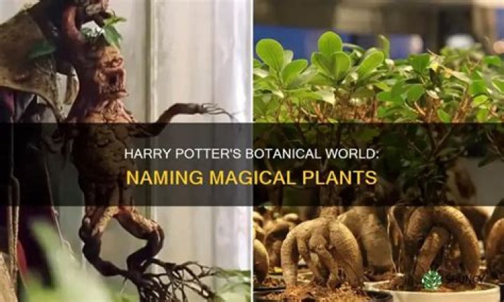 What are the squealing plants called in Harry Potter?