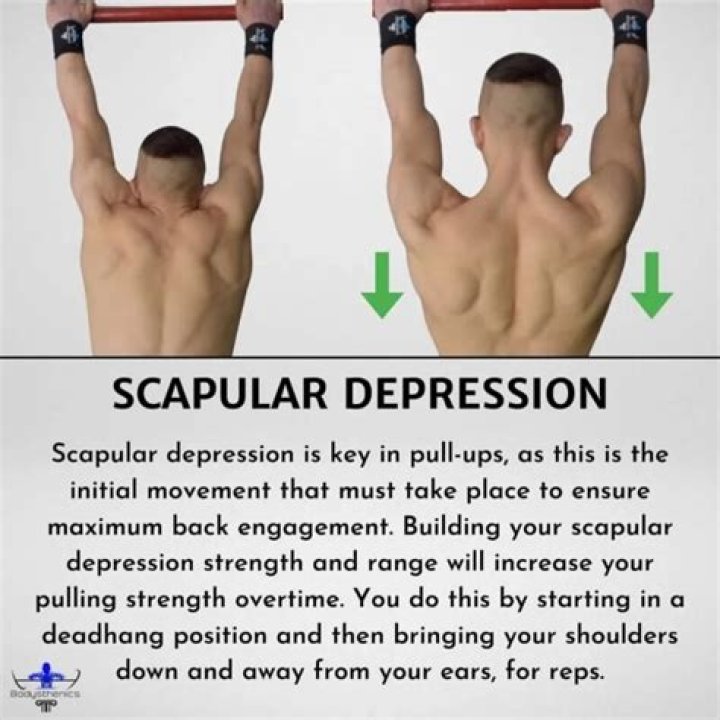 What are the stabilizers in a pull-up?