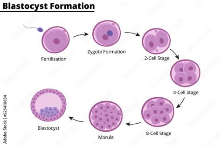 What are the stages of blastocyst formation?