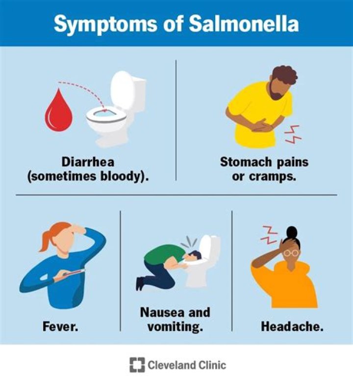 What are the symptoms of bacilli bacteria?