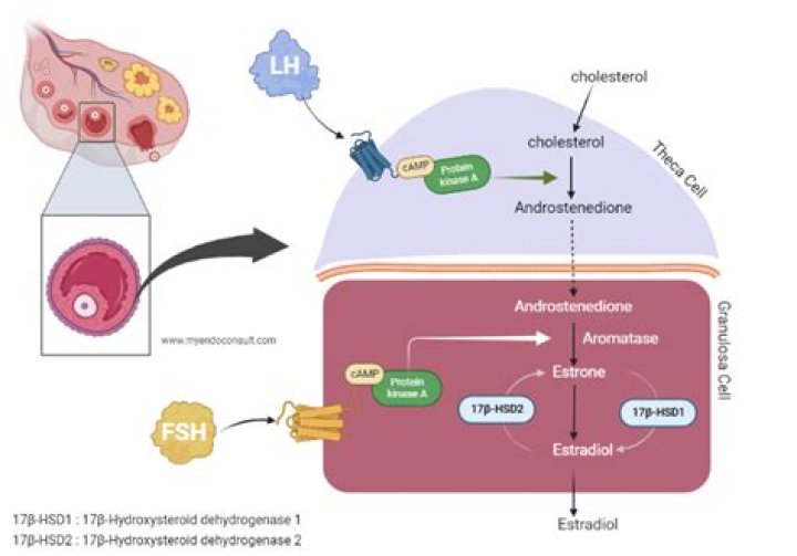 What are the theca cells?