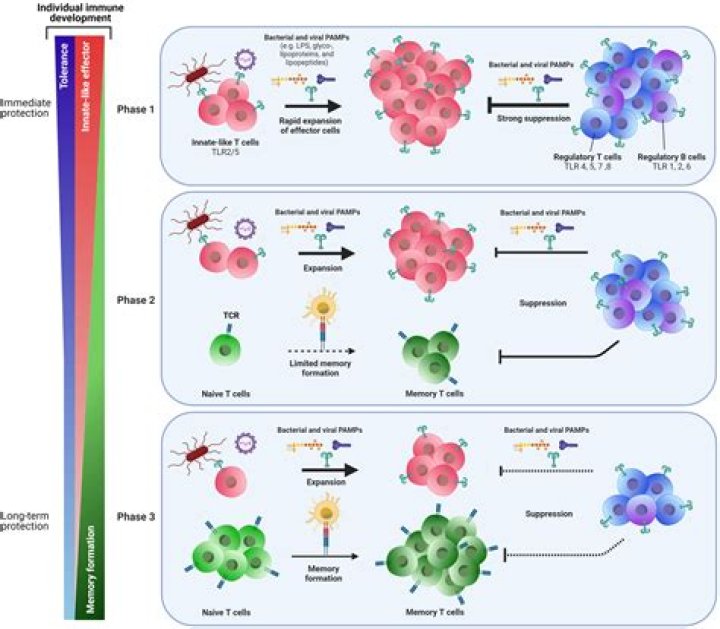 What are the three phases of an adaptive immune response?