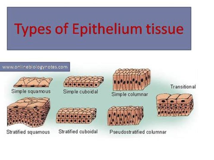What are the two types of compound epithelial tissue?