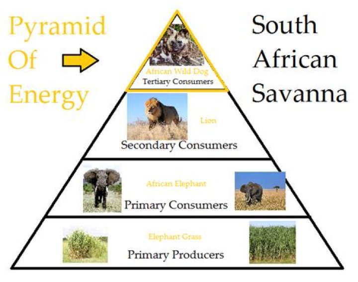 What are three consumers in the savanna?