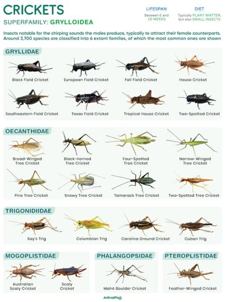 What are three types of crickets?