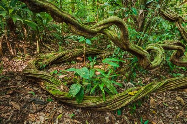 What are vines on the Internet?