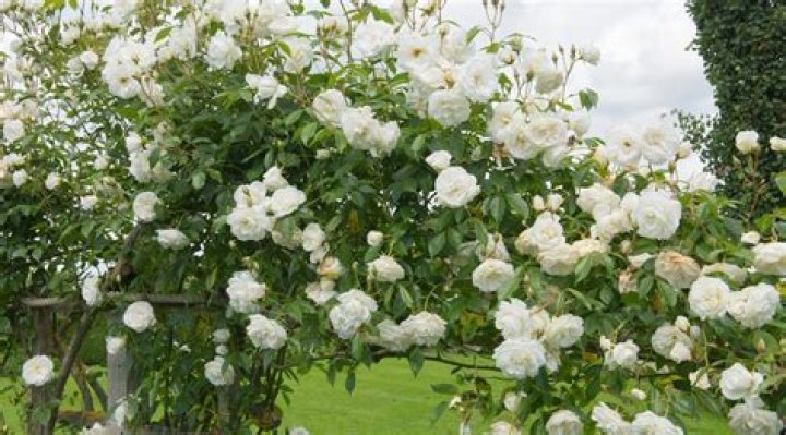 What are white rose bushes called?