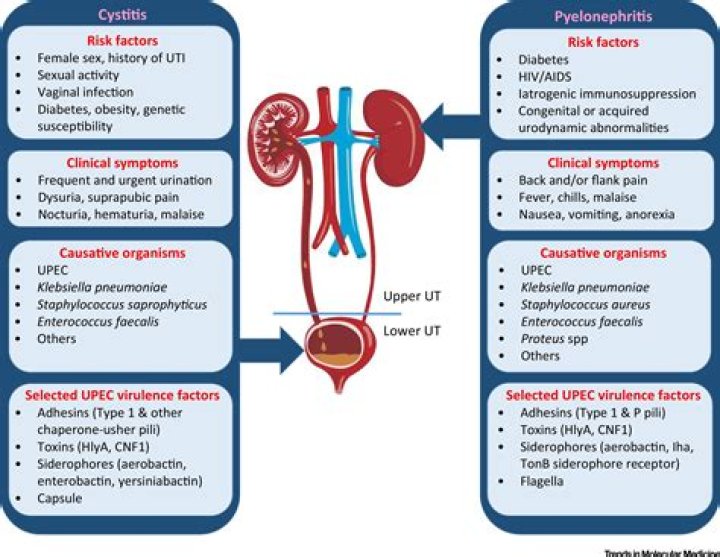 What bacteria causes Urosepsis?