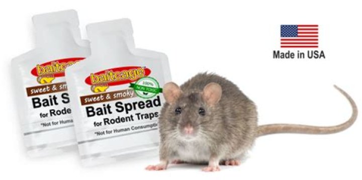 What bait is irresistible to rats?