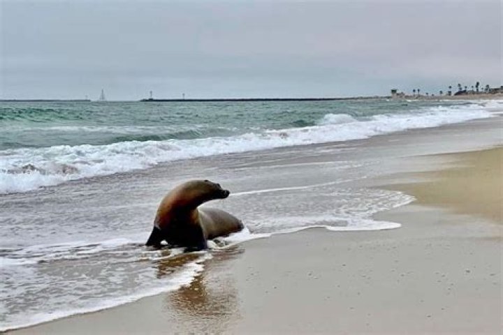 What beach in California has sea lions?
