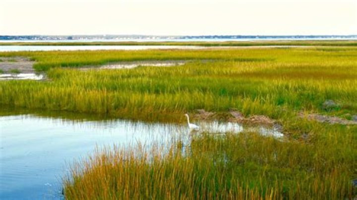 What biome is a salt marsh?