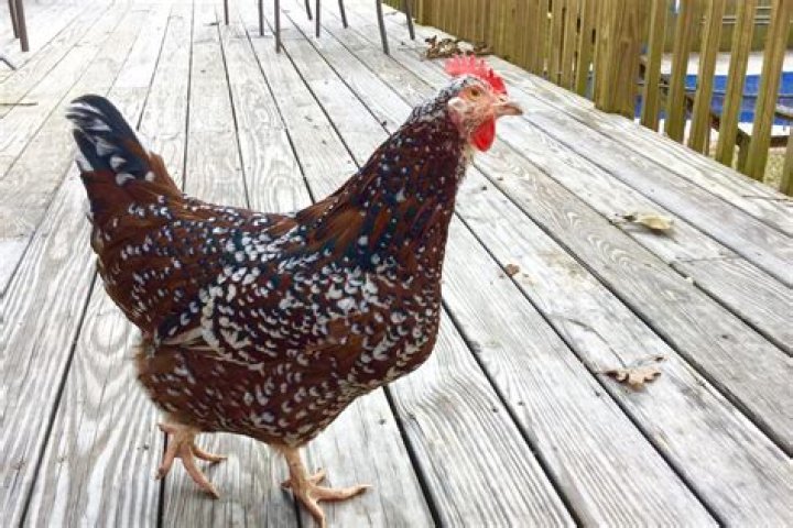 What breed is a speckled chicken?