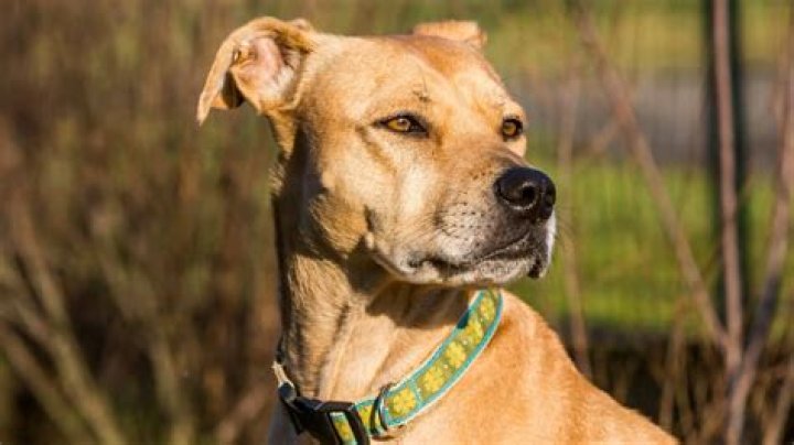 What breed is best to mix with a pitbull?