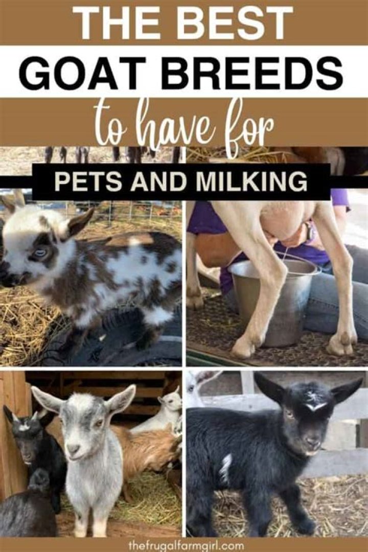 What breed of goat is best for beginners?