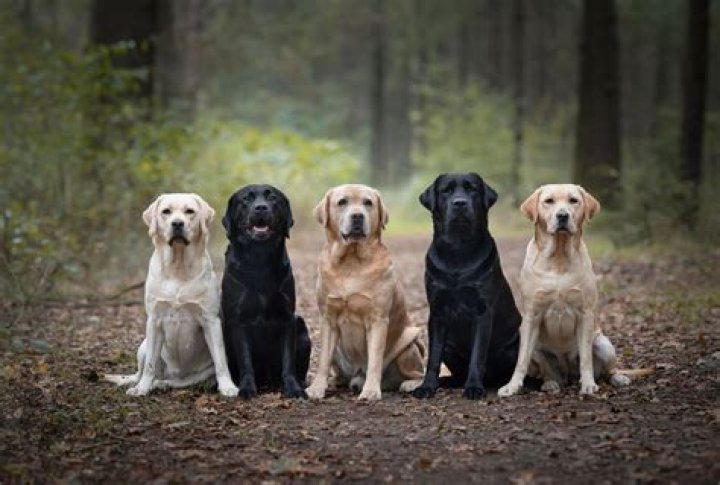 What breeds are similar to Labrador?