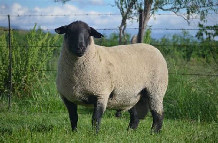 What breeds make the White Suffolk?