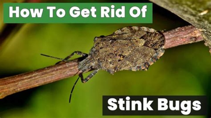 What bugs are mistaken for stink bugs?