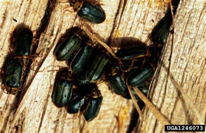 What bugs eat elm trees?