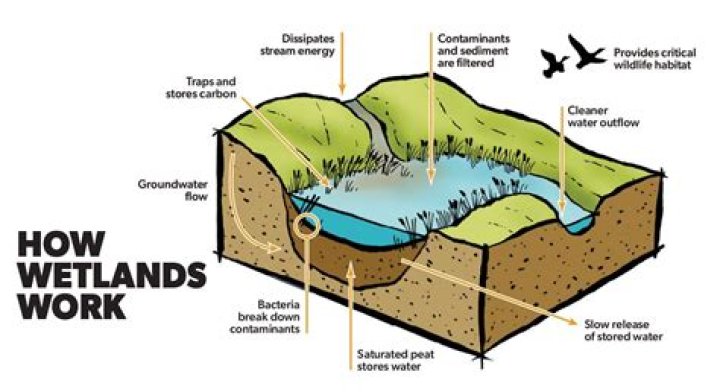 What can affect a wetlands?