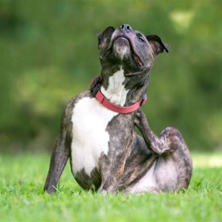 What can I give my dog for flea allergy?