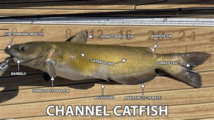 What catfish can live in brackish water?