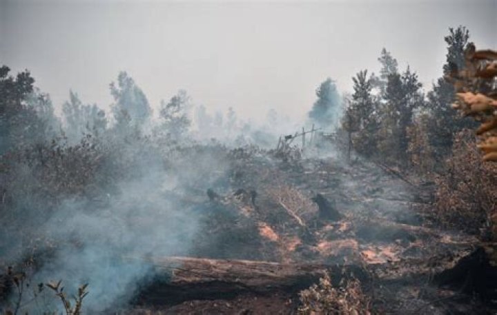 What caused the forest fire in Indonesia?