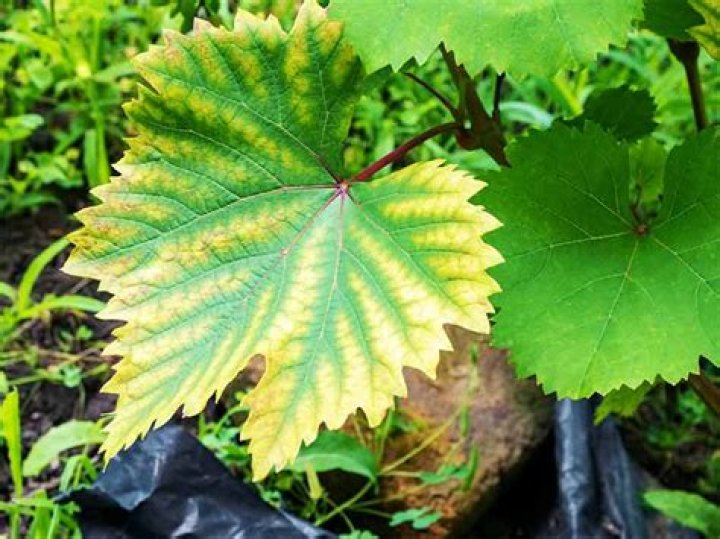 What causes chlorosis and yellowing of leaves?