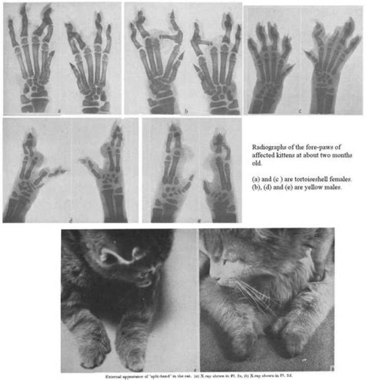 What causes syndactyly in cats?