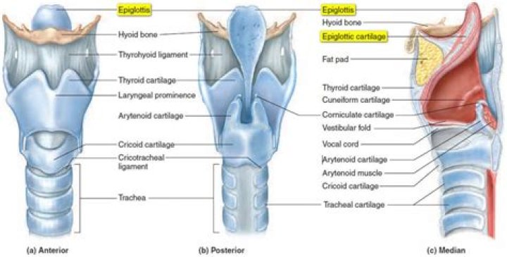 What causes the epiglottis to malfunction?