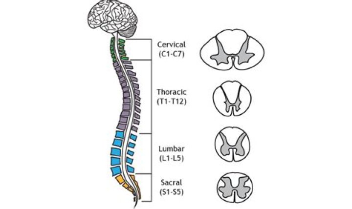 What cavity is the brain and spinal cord?