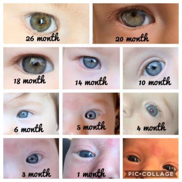 What color do GREY baby eyes turn?